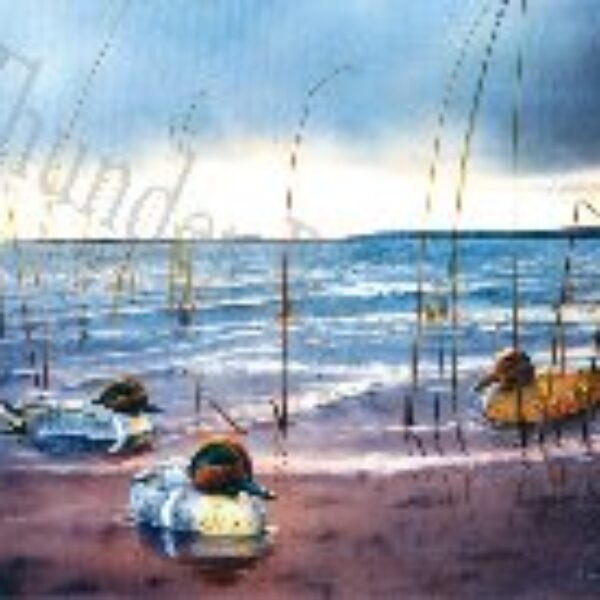 "Corkey Companians" Green Winged Teal