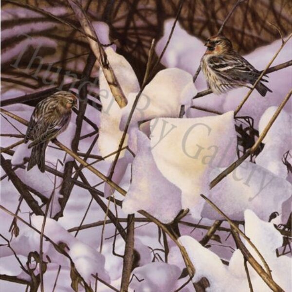 "Rose Iced Thicket" Redpoll's